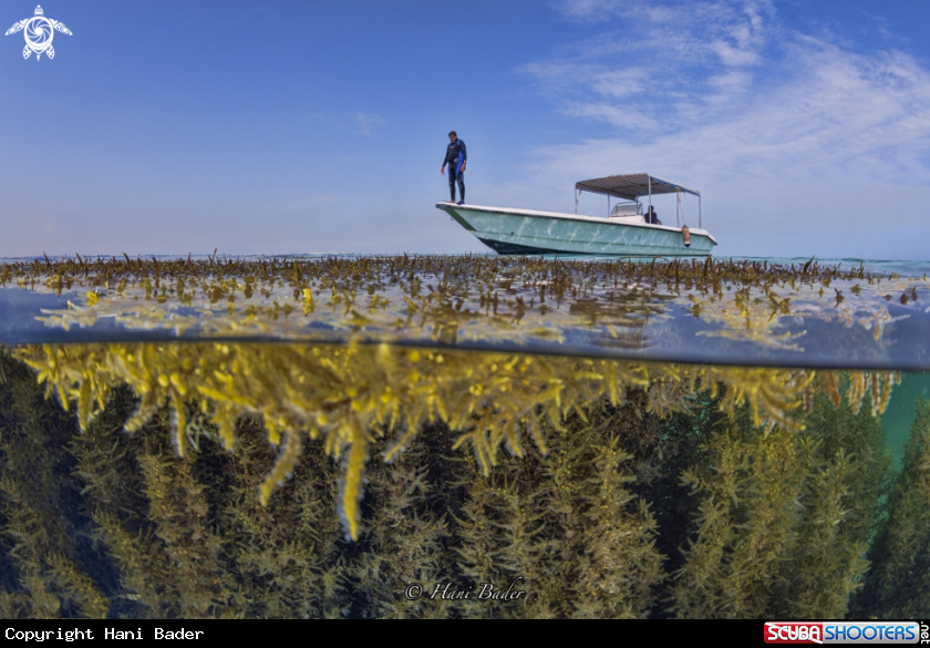 A sargassum