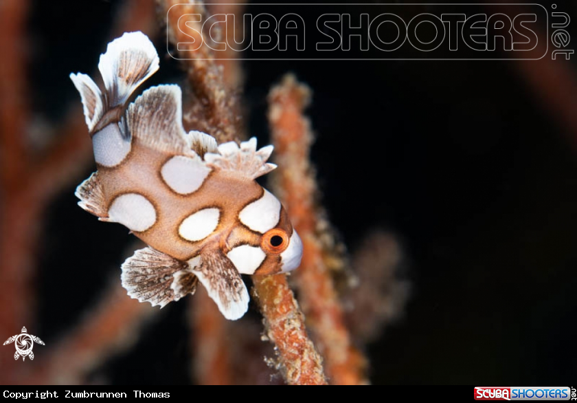 A Sweetlips Fish 
