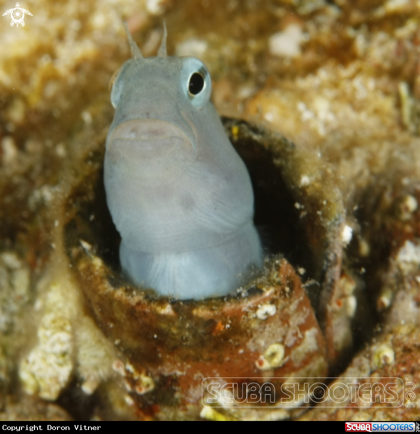 A Blenny
