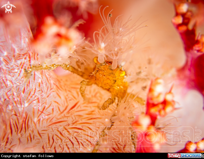 A Spider Crab 
