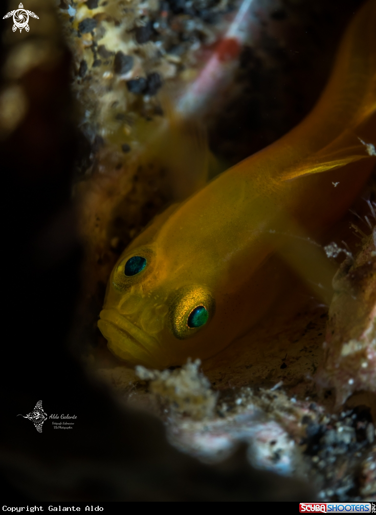 A Yellow Goby