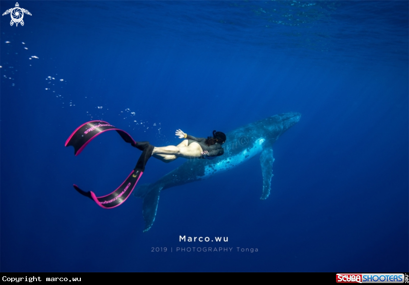 A H whale 