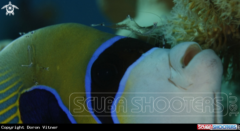 A underwater creature
