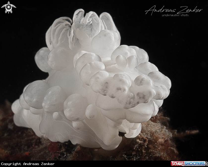 A Popcorn nudibranch