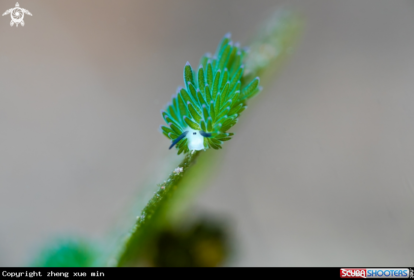 A Costasiella kuroshimae 
