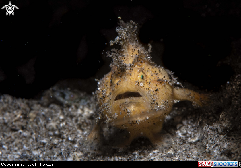 A Hairy frogfish