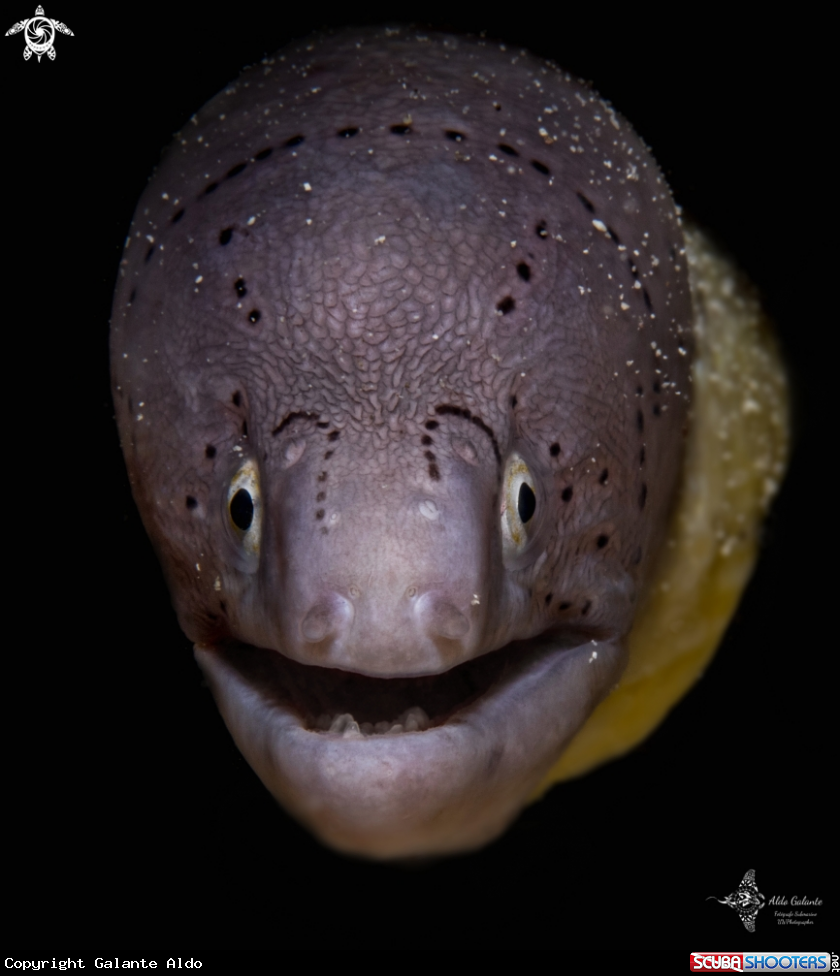 A Moray Eel