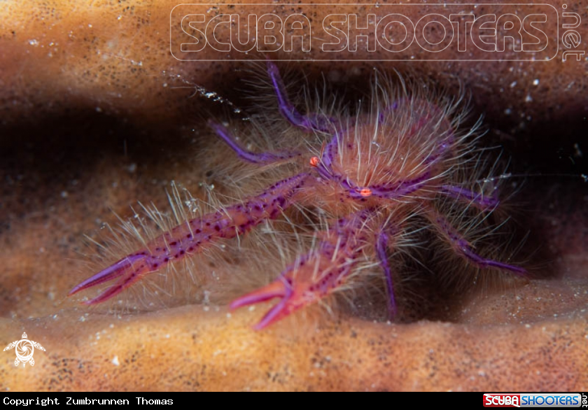 A Pink Squat Lobster