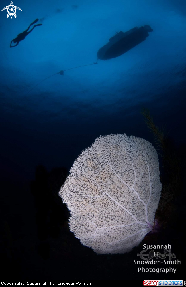 A Snooted Seafan
