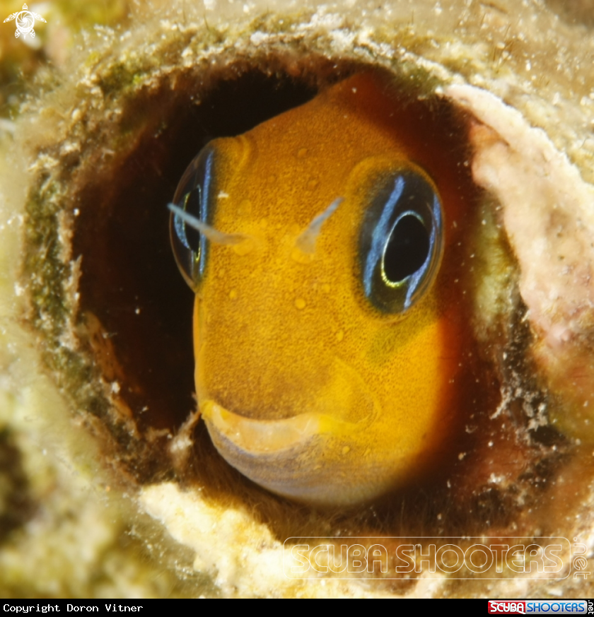 A Blenny