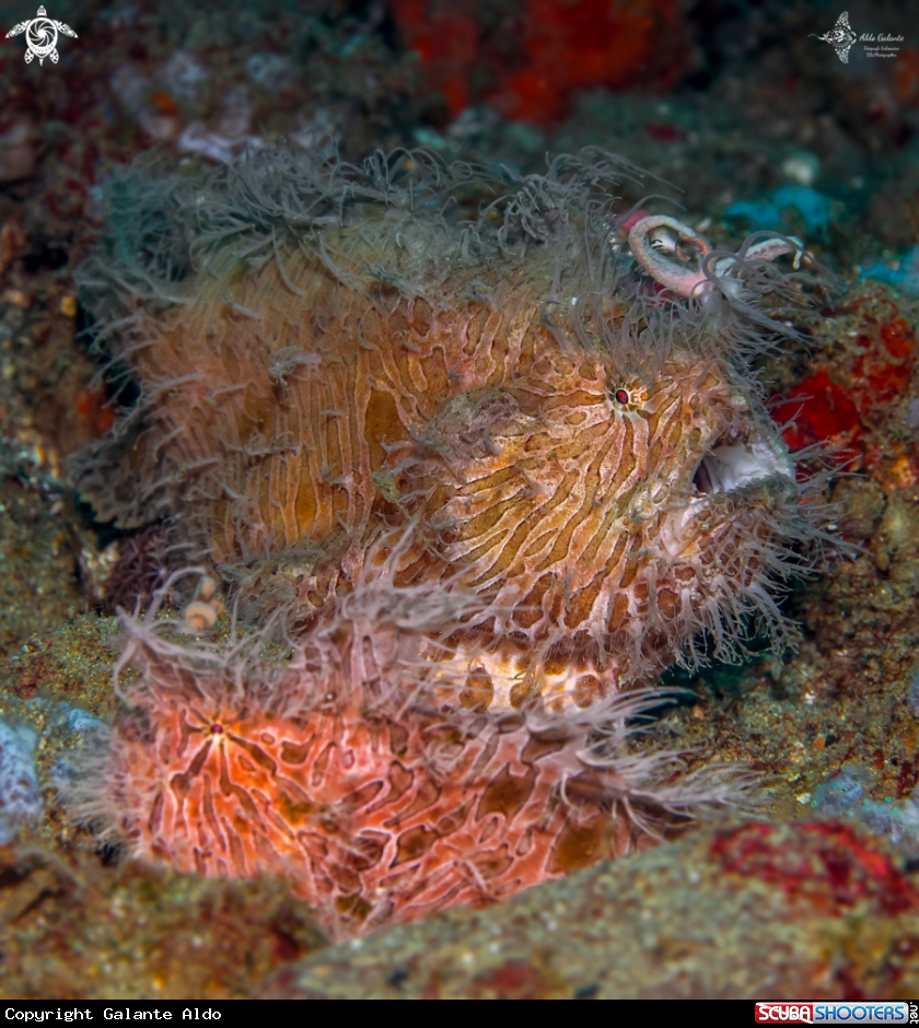 A Hairy Frogfish