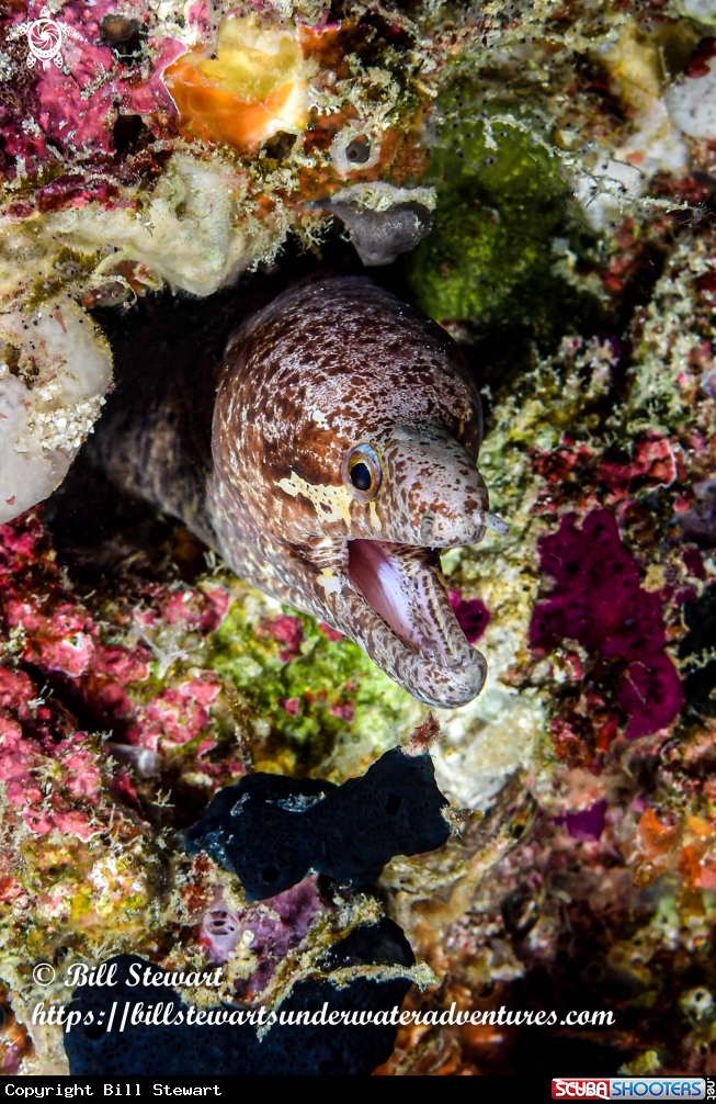 A Barred-Fin Moray Eel
