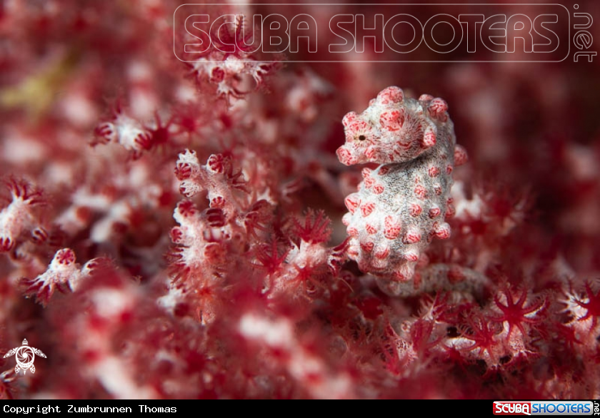 A Bargibanti Pygmy Seahorse 