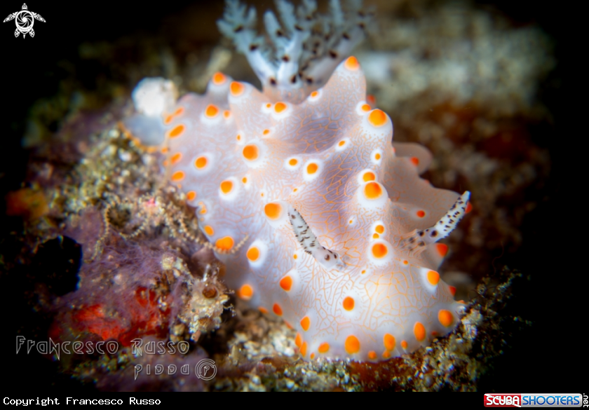 A Nudibranch