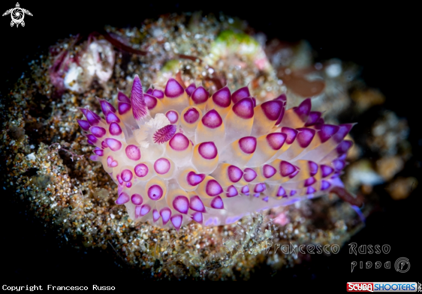 A Nudibranch