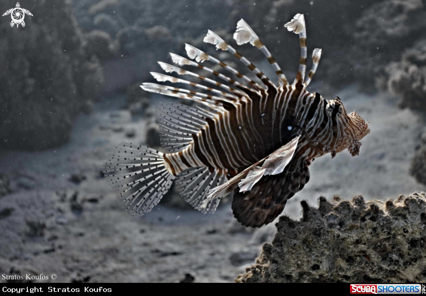 A underwater creature