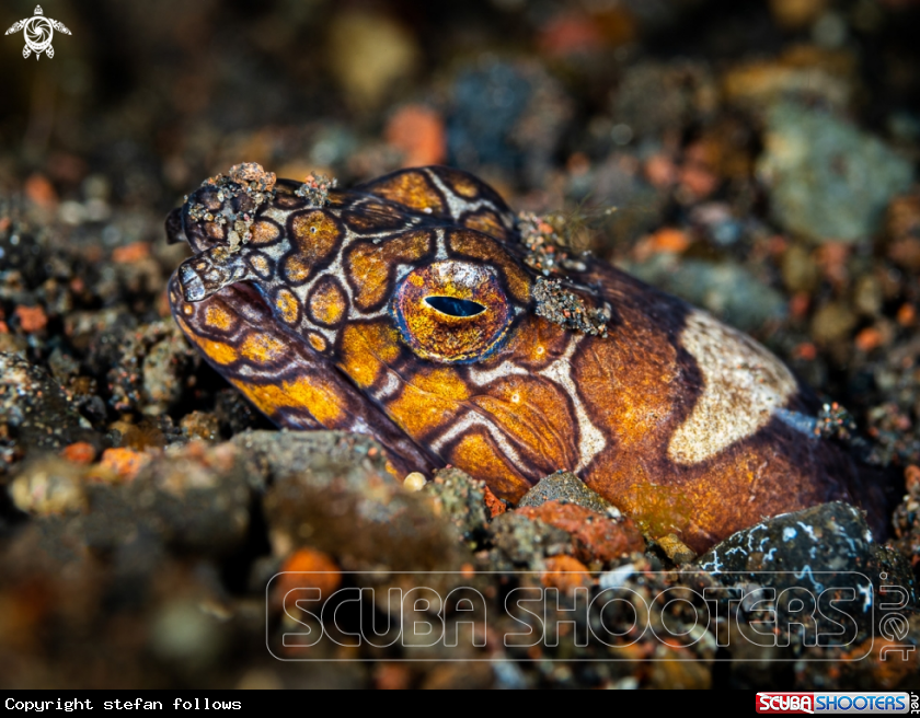 A Napoleon Snake-eel 