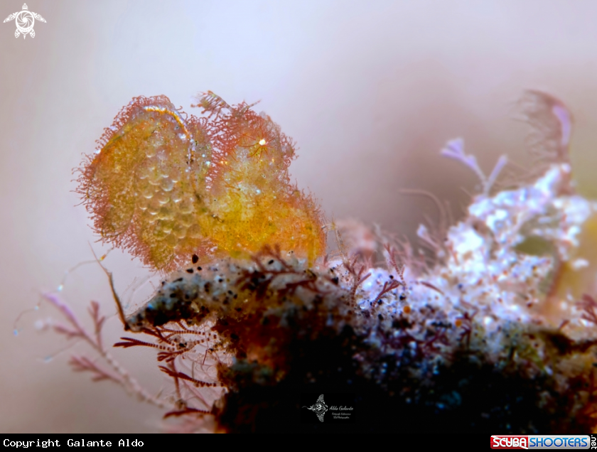 A Hairy Shrimp