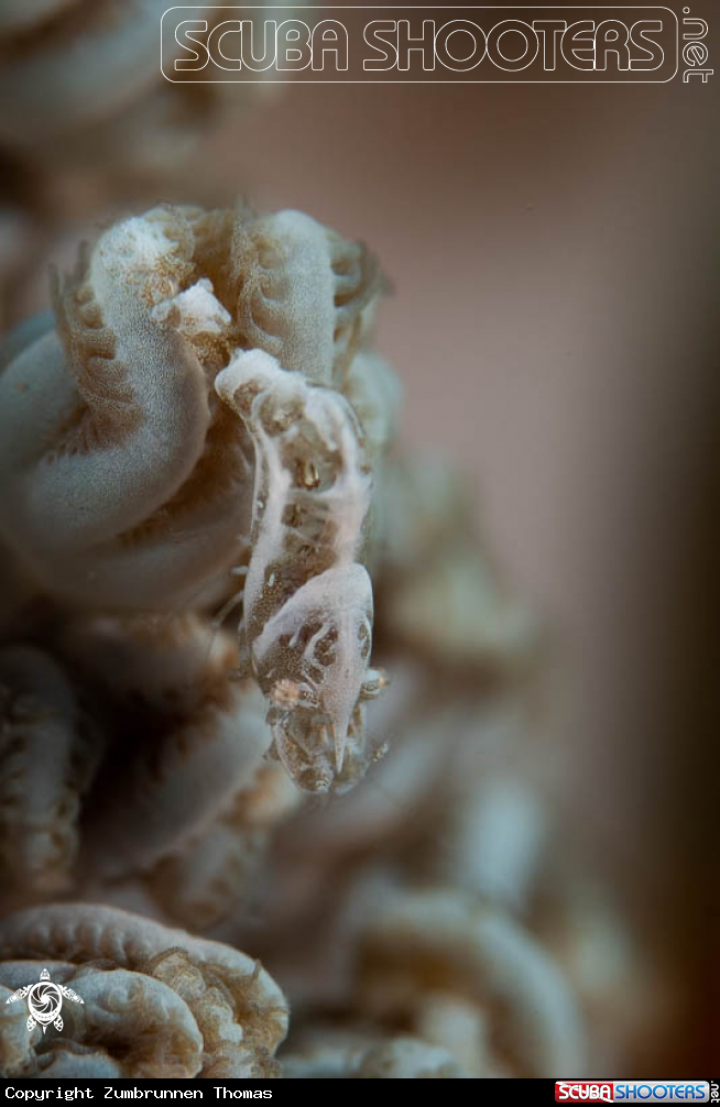 A Two stripes Shrimp 
