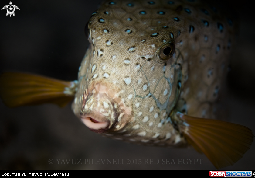 A Puffer fish