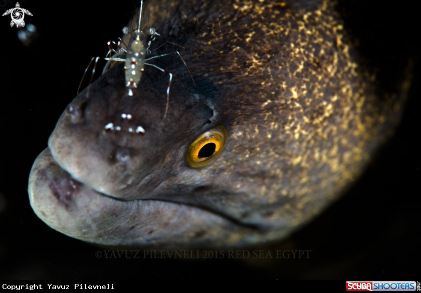 A Moray eel 