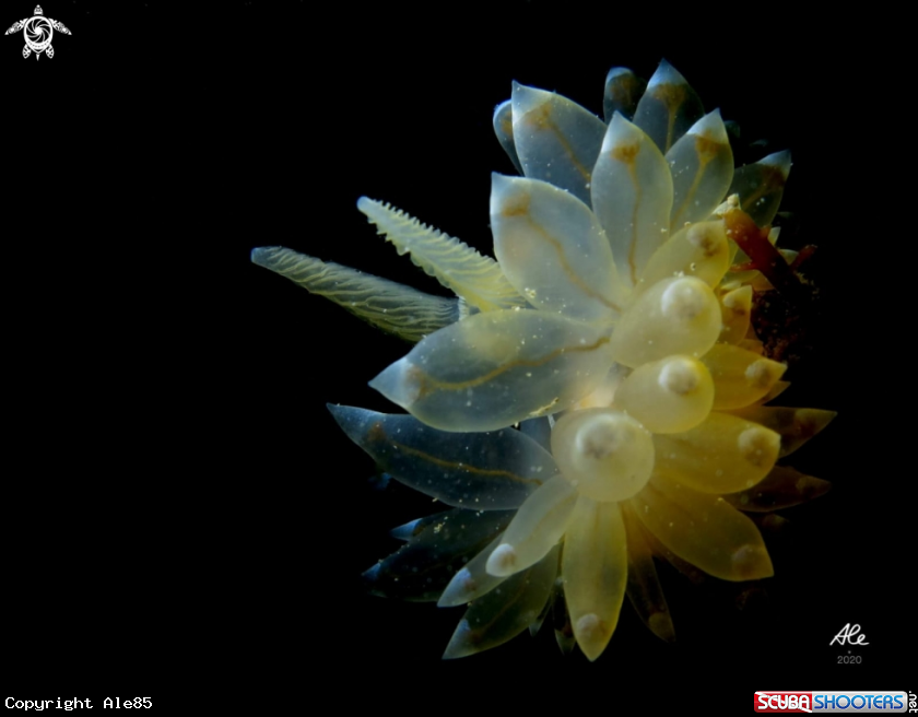 A Antiopella cristata