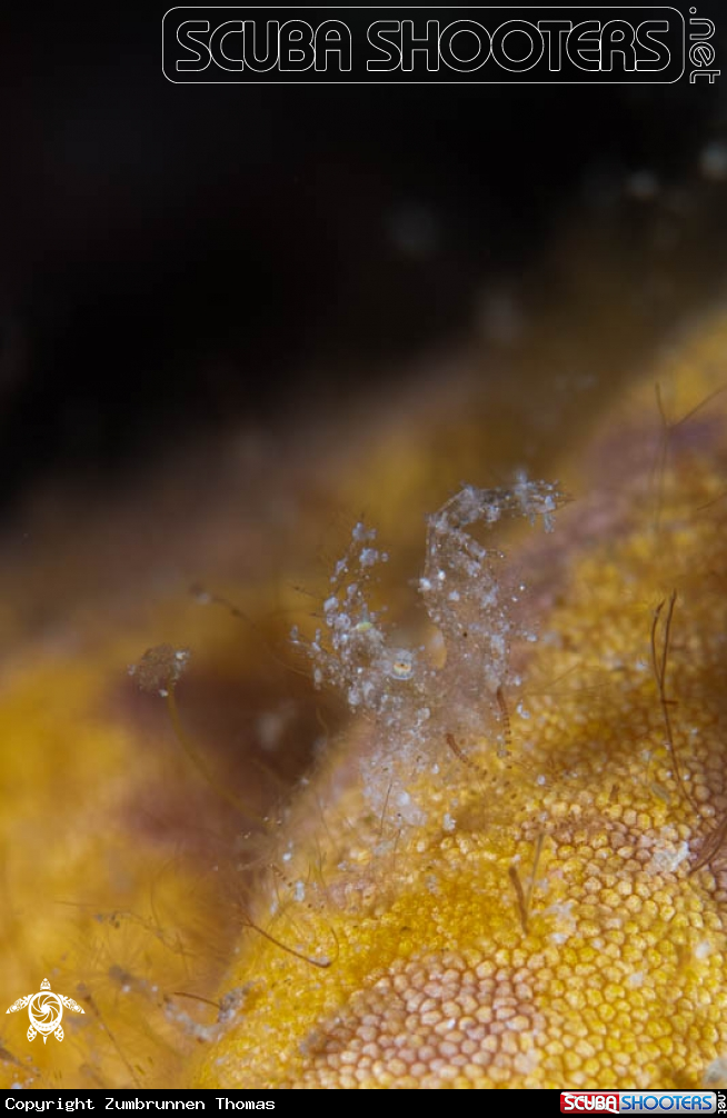 A Hairy Shrimp 