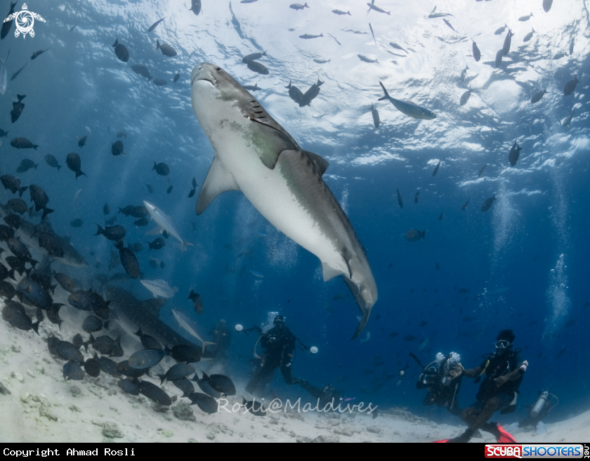 A Tiger Shark