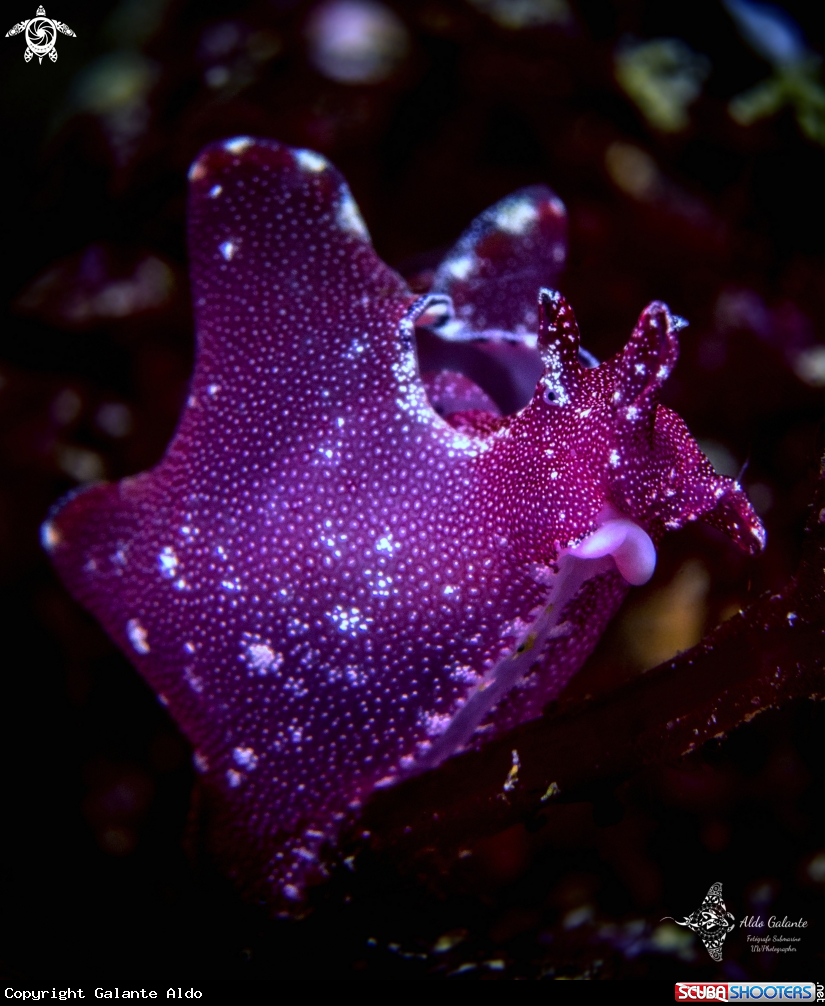 A Nudibranch