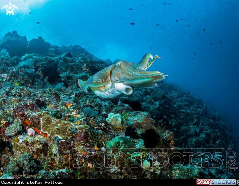 A Reef Cuttlefish
