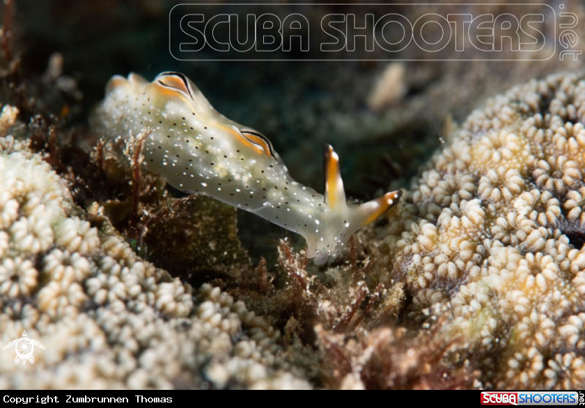 A Nudibranch 