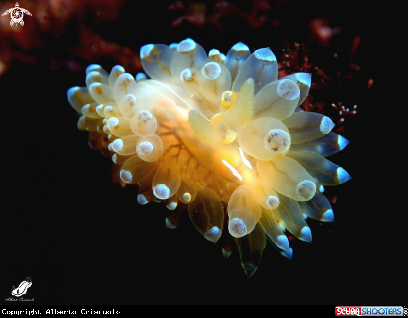 A Antiopella Cristata