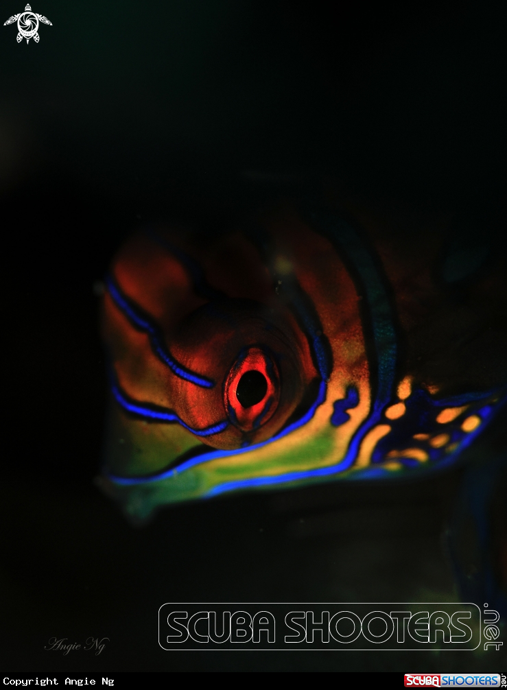 A MANDARIN FISH
