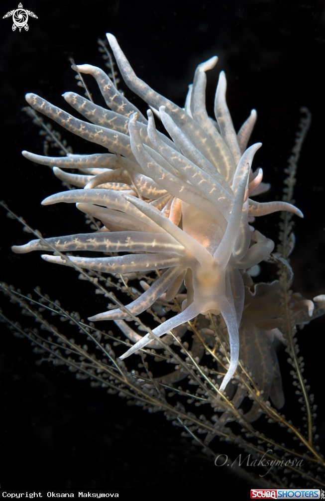 A Nudibranch Phyllodesmium iriomotense     