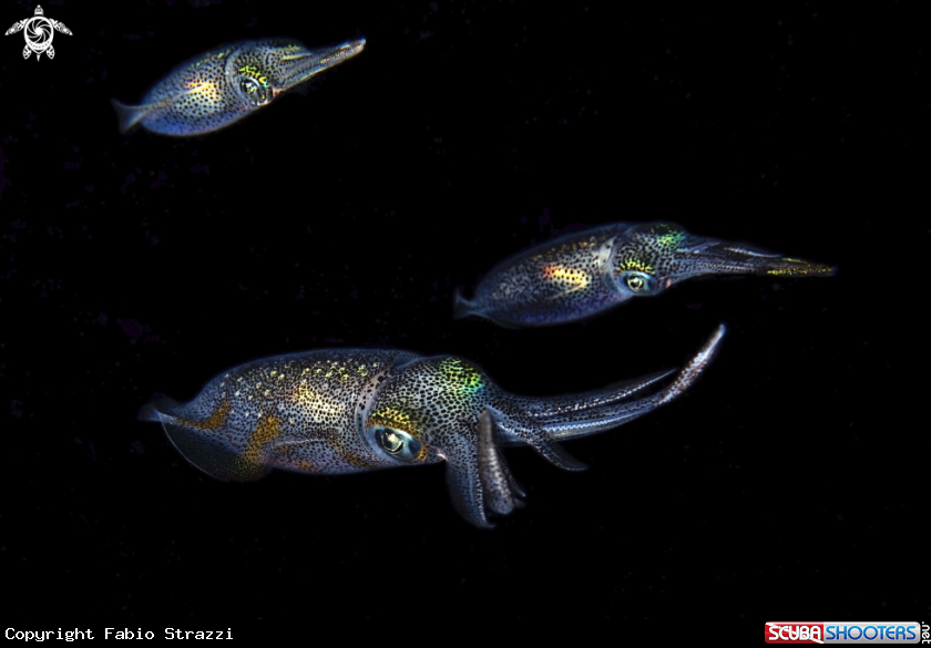 A Squids