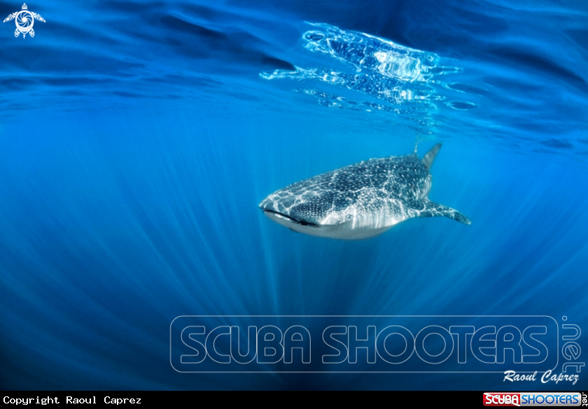 A Whaleshark