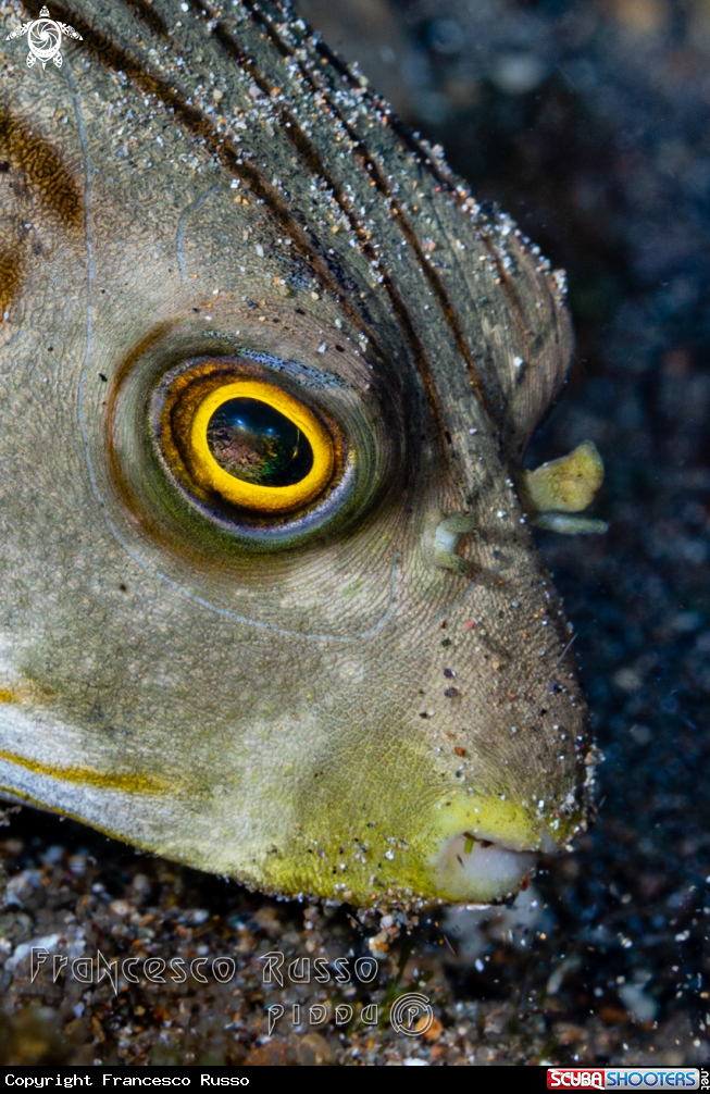 A Arothron manilensis