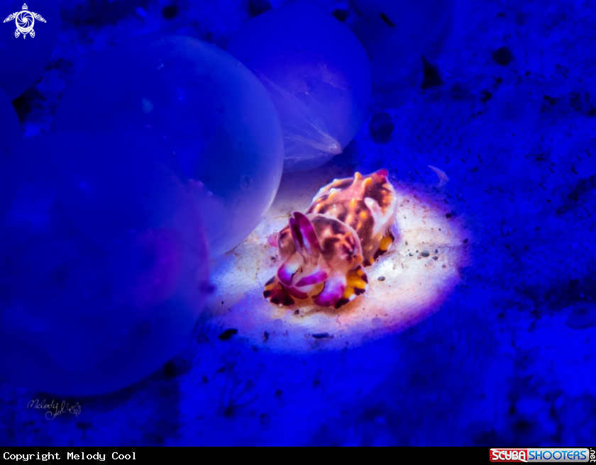 A flamboyant cuttlefish