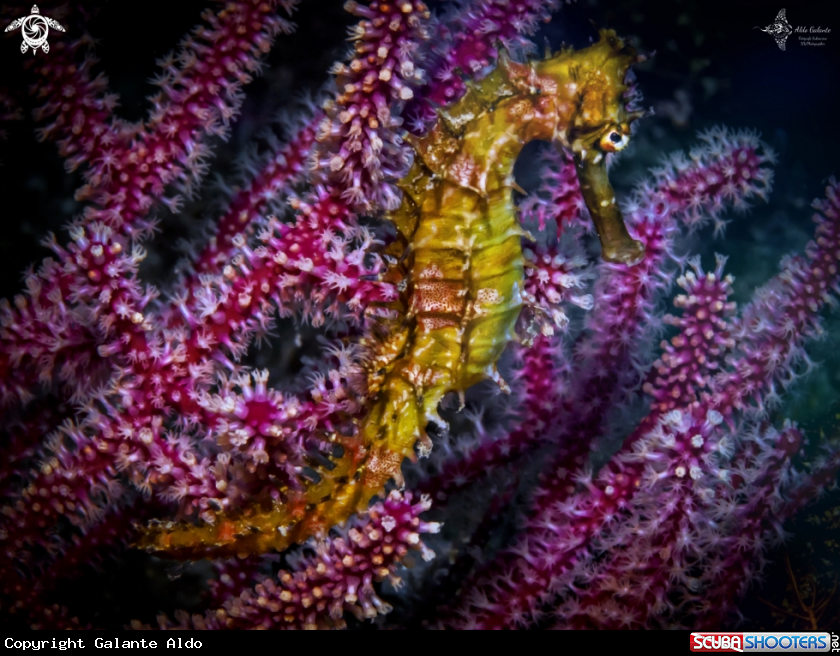 A Thorny Seahorse