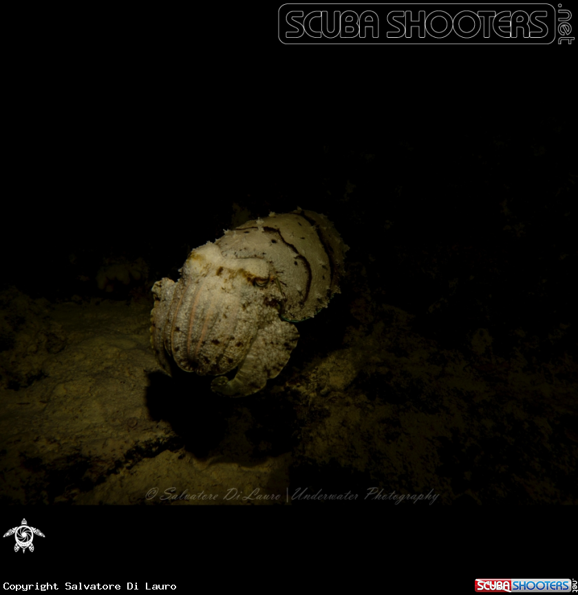 A Cuttlefish