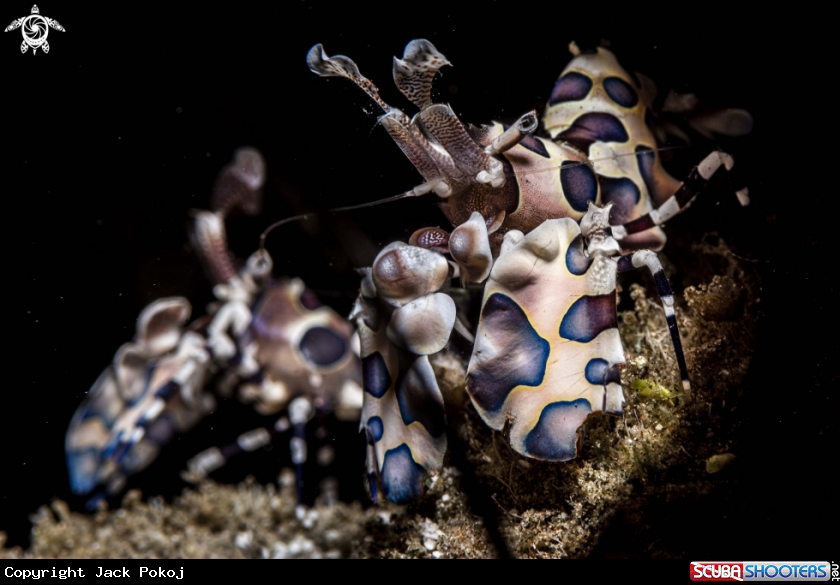 A Harlequin shrimp