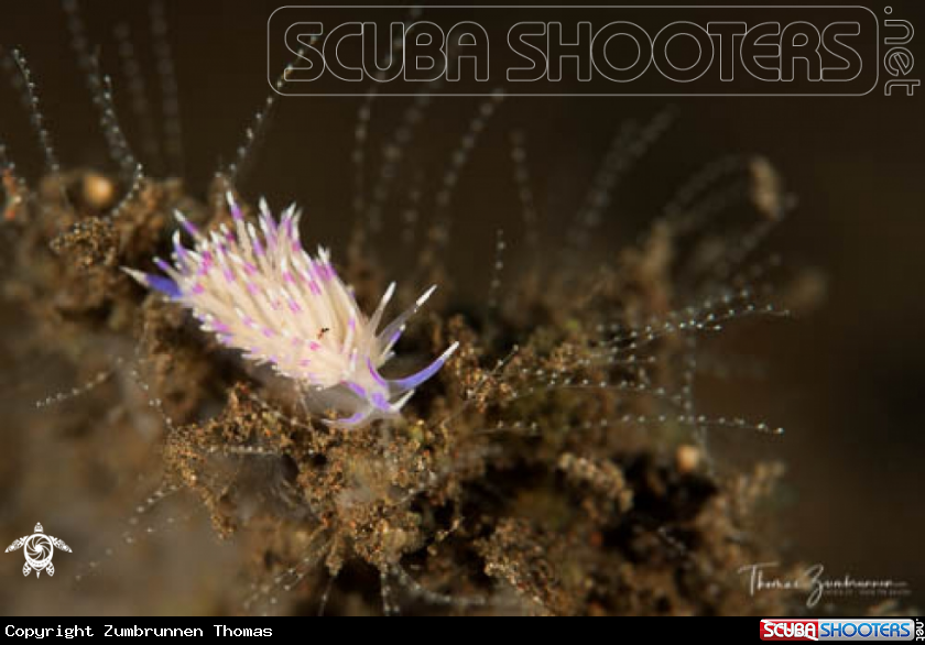 A Nudibranch 