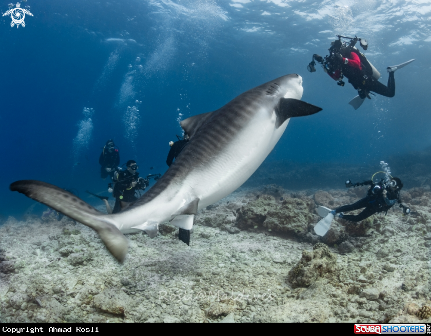 A Tiger Shark