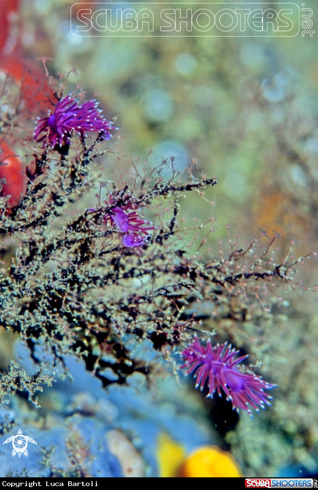 A Flabellina