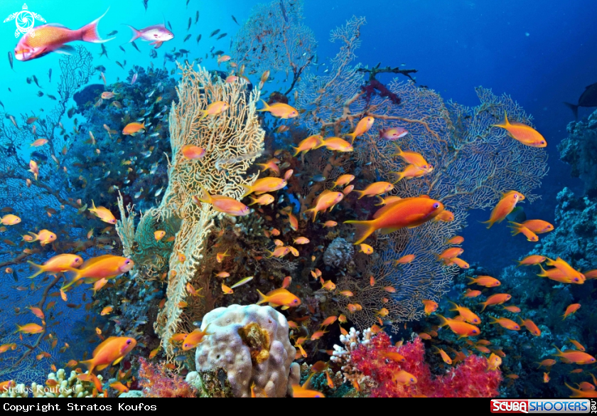 A underwater creature