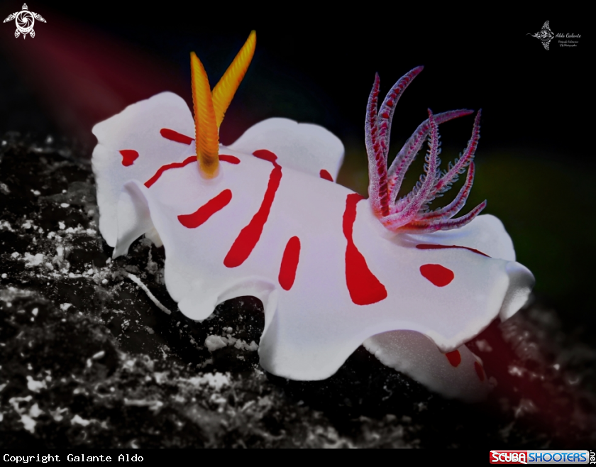 A Noumea Nudibranch
