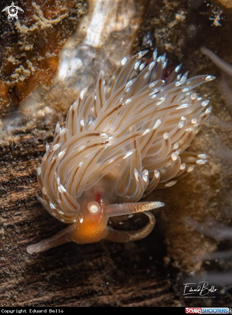 A Brede ringsprietslak, facelina bostoniensis 