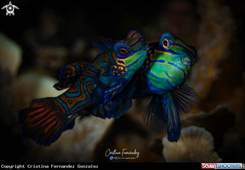 A Mandarin fish