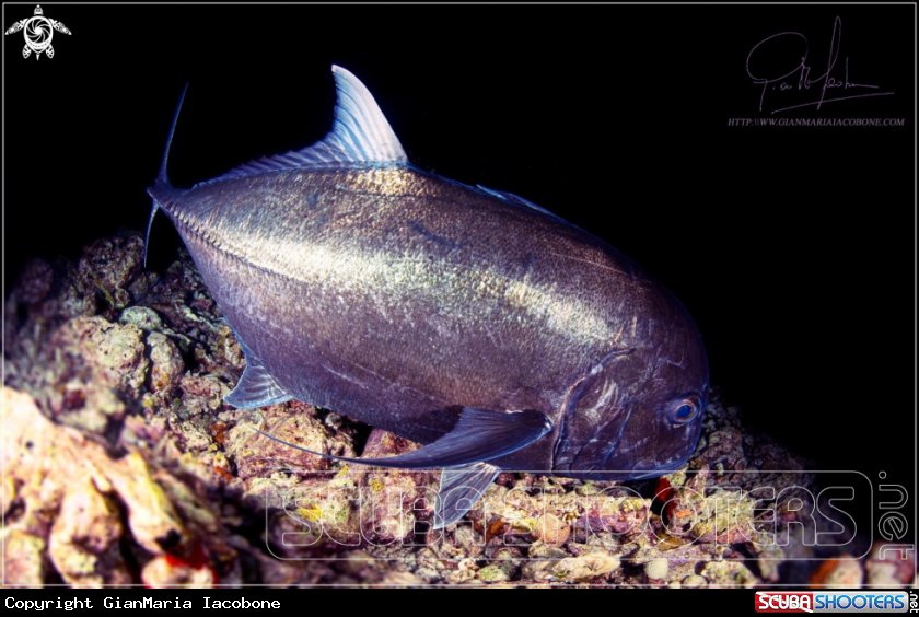 A Caranx