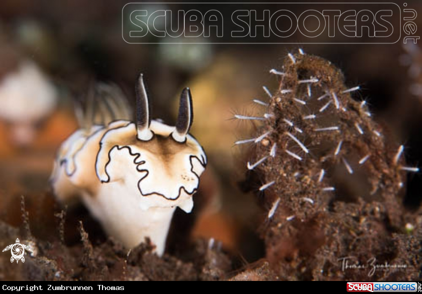A Nudibranch 